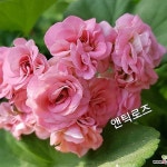 앤틱로즈(제라늄)(Pelargonium(Geranium)) - 관엽식물(Foliage)