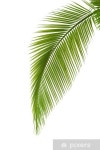 Sticker Feuille de palmier - PIXERS.FR | 이파리, 녹색 잎, 나뭇잎