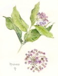 Stephanie Law - Botanical Art | 색연필 그림