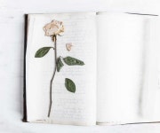Pin page Pin by 양순 윤 on 아동 | Pressed roses, Pressed flowers diy, Pressed flowers