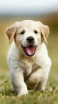 Pin by Kyunghyun Noh on 유호ㅏ | Smartest dog breeds, Cute animals, Puppies
