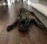 Puppy dog에 관한 14개의 최상의 Pinterest 이미지 | 강아지, 귀여운 개 및 개 품종 Puppy dog