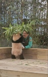 Pin page Ghim của Beauty soogi trên 바오네가족🐼 and 팬더 trong 2024