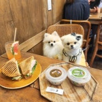 ㅋㅋ #땡스오트연남 #반려견동반카페 #귀여운멈머들 #크림포메 #모델견 #강아지모델 #포메모델 #펫모델 #petmodel . . 🏷 블랑s 맘마... 