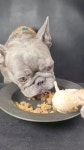 dogs eating에 있는 Tinks님의 핀 - 2024 | 애완동물, 챌린지