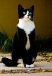 Cows에 관한 166개의 최상의 Pinterest 이미지 | 농장 동물, 낙농 및 농장 Cows