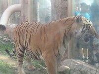 서울 어린이대공원, Seoul Childrens Grand #Park, #Tiger, 216 Neungdong-ro, Neung-dong, Gwangjin-gu, Seoul, South Korea... 