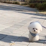 오도도도도도도도도도도돋... | Dog training tips, Dog training