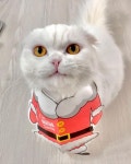 나는 모두부 다리는 짧아도 할건 다한다냥はInstagramを利用しています:「. 내맘대로 되는거 하나두없어😫 가 아니지.. 널 내맘대로 하려한... 