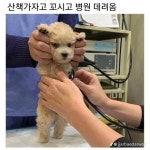 산책가자고 꼬신 뒤 병원 데려옴 산책가자고 꼬신 뒤 병원 데려옴 - 2024 | 동물과 애완동물, 아기 동물, 강아지