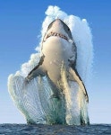 379 best Animals images on Pinterest | 귀여운 동물, 야생 동물 및 가와이 Animals