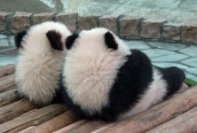 Noahs에 관한 655개의 최상의 Pinterest 이미지 | 야생 동물, 귀여운 동물 및 농장 동물 Noahs