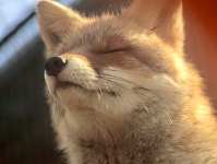 fox님의 여우 | 여우