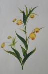 Golden Pockets: A Painting of Yellow Flowers | 보테니컬, 보태니컬 아트 색연필, 식물 그림