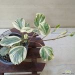[성심꽃농원] 스푼 아이비_소형_079(Hedera helix) - 넝쿨류(Vine)