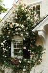 dream home에 관한 24개의 최상의 Pinterest 이미지 dream home