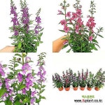 안젤로니아 소품 세레니타 꽃화분 야생화 노지월동 향기나는식물 과일향 색상랜덤(Angelonia angustifolia) - 야생화(Wild Flower)
