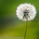StPatricksDay #Dandelion #SpreadTheLove #BloomWhereYourePlanted #Solo #Macro #Spring #Growth #Fireworks #Polli… | 민들레