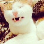 Pin by Na-eun Oh on 고양이 | Crazy cats, Pets cats, Animals