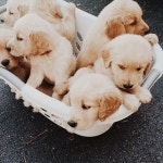 Puppys에 관한 660개의 최상의 Pinterest 이미지 | 애니멀 킹덤, Daily five 및 Softies Puppys 