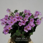 옥살리스 퍼스트 러브 ( Oxalis First Love ) : 네이버 블로그 | 첫사랑