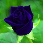Blue velvet rose. Via Zofia | 장미 꽃, 꽃 사진, 아름다운 꽃