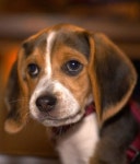 Beagle Tips | 비글