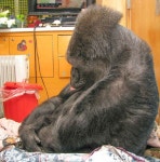 The gorilla에 관한 상위 25개 이상의 Pinterest 아이디어 | 원숭이, 오랑우탄 및 영장류