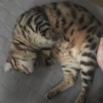 #냥스타그램 #개냥이 #뱅갈 #bengal #데일리 #일상 #기록 #소통 #daily #catsofinstagram #cats #데일리 #일상 #소통 #묘스타그램 #daily... 