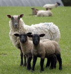 I lOVe SHEEP에 관한 115개의 최상의 Pinterest 이미지 | 수채화, 농장 동물 및 염소 I lOVe SHEEP