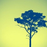 #하늘을품은나무 | 나무