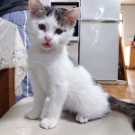 #고양이#주인#냥이#cat#흰고양이#귀염#고양이집사#청년농부#농부#강농장#강농장의전원일기 Instagram Bridge주인이 따로없네요... | Cats... 