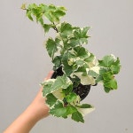 천사의날개아이비 1/ 동일품배송(Hedera helix) - 관엽식물(Foliage) 천사의날개아이비 1/ 동일품배송(Hedera helix) - 관엽식물... 