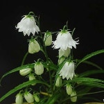 겹이화잔대0055 - 야생화(Wild Flower) - 2023 | 야생화, 제라늄, 수국