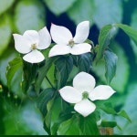 들꽃에 있는 풀꽃세상님의 핀