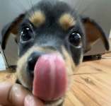 Pin by ꪔ̤̮ on 귀여운 아기 동물..🩵 in 2025 | Cute dogs, Cute animals, Silly dogs