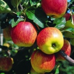 fruit에 있는 조정순님의 핀 - 2020 | 과일 농장, 사과 나무, 과일 나무