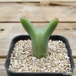 빌로붐 움다우스(Conophytum bilobum) - 코노피튬(Conophytum)