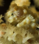 .Seahorses.에 관한 12개의 최상의 Pinterest 이미지 | 해마, 말 및 해양 생물 .Seahorses.