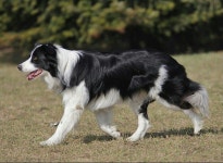 Puppy에 있는 Jfd Zpijfd님의 핀