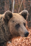 Pin by Jiyoung on 곰 in 2023 | Autumn animals, Animals, Bear