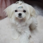 우리집 막둥이 ....