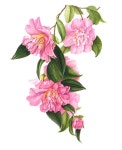 Camellia Sasanqua Jennifer Susan | 색연필