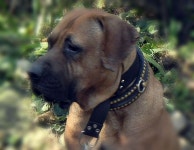 TOP DOGS에 있는 CH JEONG RICHARD님의 핀