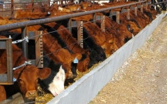 farm에 관한 143개의 최상의 Pinterest 이미지 farm