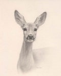 roe-deer | 사슴