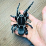 이송용 on Instagram: “손 위에서 타란튤라와 교감 #거미 #타란튤라 #희귀동물 #교감 #헤라클레스 #헤라클레스바분... 