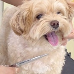 천안애견미용 / 퍼피썬 PUPPYSUN | - 너 정말 귀여워!! 이름도... 천안애견미용 #성성동애견미용 #퍼피썬 #dog #doggrooming #groomer | Instagram