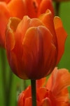 tulpen에 관한 61개의 최상의 Pinterest 이미지 | 수채화, 유화 및 튤립 tulpen