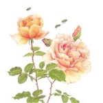 Pin by 손혜연 on 보태니컬 in 2024 | Flower painting, Oil painting, Illustration